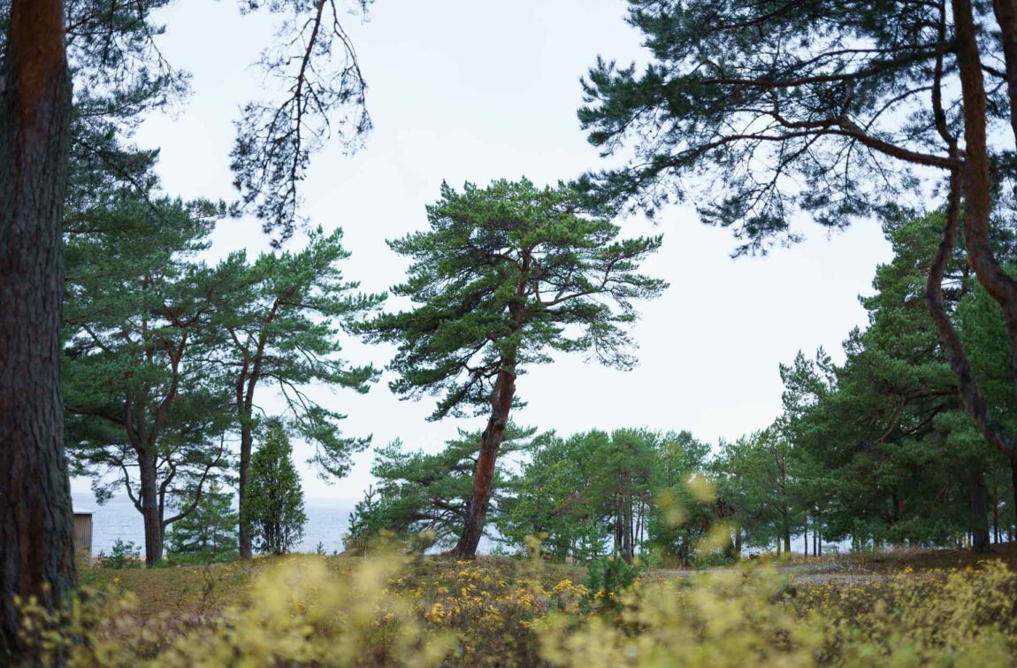Pine forest I Laulasmaa