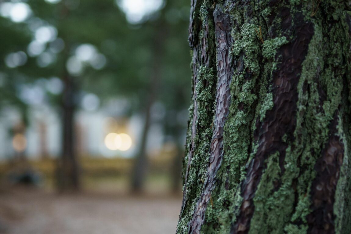 Laulasmaa nature I Pine trees